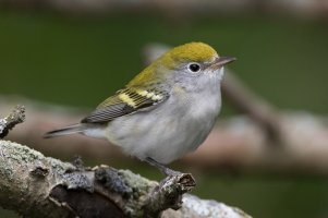 Chestnut-sided Warbler (1st fall) 106.jpg
