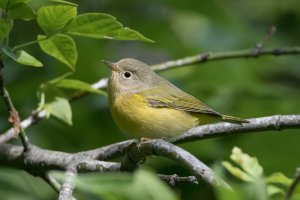 Nashville Warbler (1st fall) 101.jpg