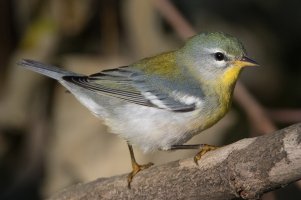 Northern Parula (1st fall) 106.jpg