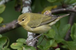 Tennessee Warbler (1st fall) 113.jpg