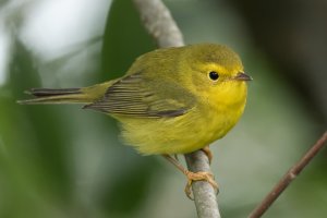 Wilson's Warbler (1st fall) 106.jpg