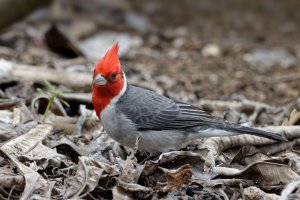 DSC_2577_DxO.jpg DSC_2577_DxO.jpg