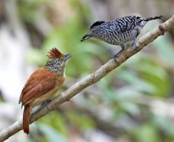 YF1_9279_C.jpg YF1_9279_C.jpg