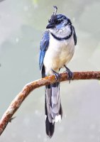 White-throated Magpie-Jay_C.jpg