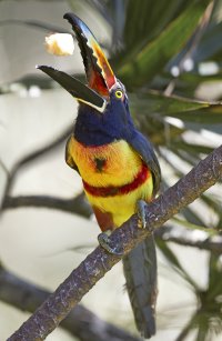 Collared Aracari_C.jpg