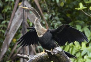 Anhinga_C.jpg