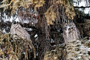 _36A0665_DxO copy.jpg _36A0665_DxO copy.jpg