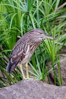 Nycticorax nycticorax hoactli - Black crowned Heron 10_DxO.jpg