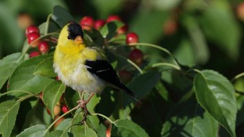 Goldfinch_s_22702.JPG