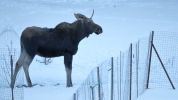 Little Boy_38776.JPG