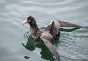 Giant Petrel.jpg