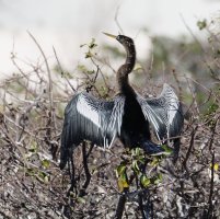 3Q7A2815-DxO_female_anhinga_small.jpg