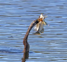 3Q7A2914-DxO_anhinga+fish_vb.jpg