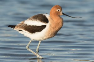 American Avocet (female) 115.jpg