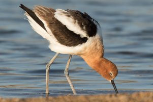 American Avocet (female) 117.jpg