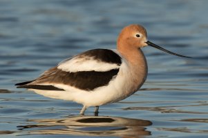 American Avocet (male) 110.jpg