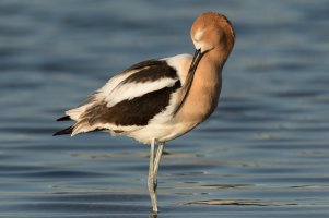 American Avocet (male) 120.jpg