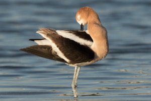American Avocet (male) 121.jpg