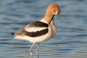 American Avocet (male) 126.jpg