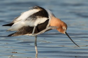 American Avocet (male) 131.jpg
