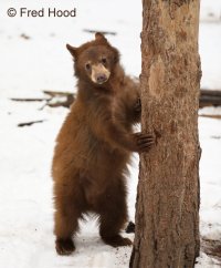 american black bear A6635adj.jpg