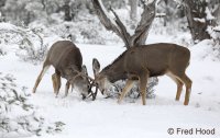 mule deer A6573.jpg