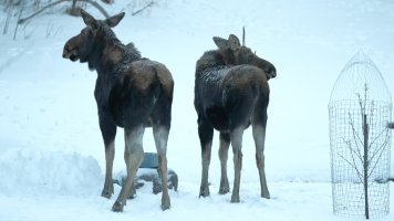 Siblings maybe_38763.JPG