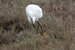 EOS R Test(resize)01.jpg