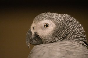 EOS R Test(resize)01-2.jpg