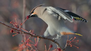 B waxwing s_38638.JPG