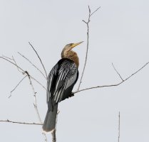 3Q7A4216-DxO_female_anhinga.jpg