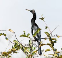 3Q7A4324-DxO_male_anhinga_vs_beak_small.jpg
