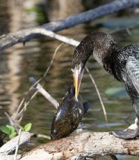 3Q7A4278-DxO_anhinga_bashing_fish_crop.jpg