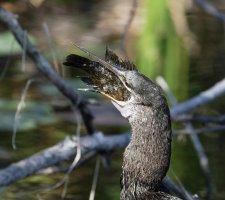3Q7A4294-DxO_anhinga+fish_warmouth_swallowing_crop.jpg