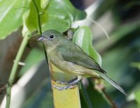 3Q7A4558-DxO_female_painted_bunting-LS_u.jpg