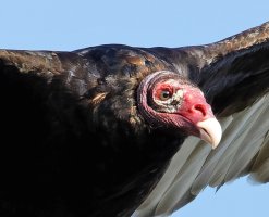 3Q7A4199-DxO_turkey_vulture_Face.jpg