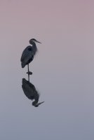 Great Blue Heron at Sunset.jpg