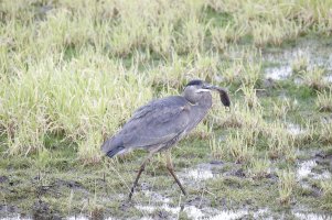 Great Blue Heron with dinner.jpg