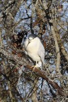 Black-Crowned Night Heron.jpg