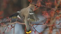 B waxwing_s_38623.JPG