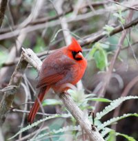 Northern_cardinal_3Q7A5763-DxO.jpg