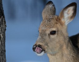 I'm a Little Dear_27179.JPG