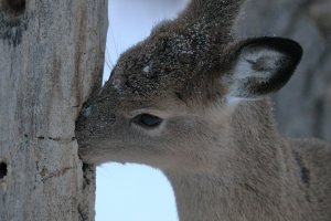 Sunflower seed theif_27186.JPG