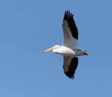 3Q7A4974-DxO_white_pelican_flying.jpg