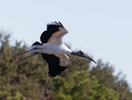 3Q7A2798-DxO_wood_stork_flying_small.jpg