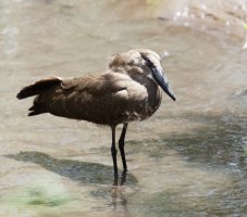 3Q7A0097-DxO_hamerkop.jpg