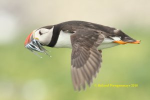 Papageientaucher Flug Staple Island.JPG