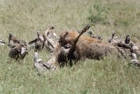 DSC06901-DxO_hyena+wildebeest+vultures_small.jpg