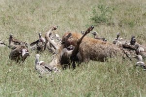DSC06901-DxO_hyena+wildebeest+vultures_small.jpg