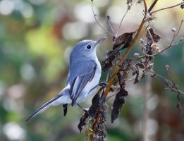 3Q7A5458-DxO_blue_gray_gnatcatcher.jpg
